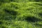 Closeup of a long uncut green grass lawn