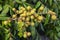 Closeup of Longan Dimocarpus longan fruit on tree.