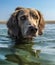 Closeup of a Longhair Weimaraner in the sea under the sunlight and a blue sky at daytime
