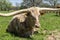 Closeup of Longhorn bull relaxing