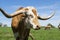 Closeup of Longhorn with orange stripe on face