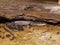 Closeup on a Longtoed mole salamander, Ambystoma macrodactylum, hiding under wood