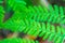 Closeup look of fern in forest