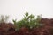 Closeup look of a green plant in a red land in a garden with a blurry background