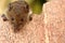 Closeup look view on focus mouse eye. Tame cute house mouse Mus musculus is outdoor on stone and background is blurred. Around