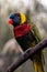 Closeup of a Loriini parrot on a branch