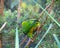 Closeup of a Loriini parrot perched on a tree trunk