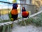 Closeup of Loriini parrots perched on a rope in a park