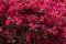 Closeup of Loropetalum shrub in full bloom