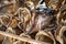 Closeup of a lot of big, dried fish with open mouth and sharp teeth laid in a wooden stand in fisherman`s village of Reine,