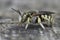 Closeup on a Lot\\\'s Woolcarder, Anthidium loti from the Gard, France