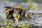 Closeup on a Lots woolcarder bee, Anthidium loti, sitting on wood