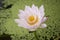 Closeup  lotus  blooming , lotuses with green leaves on lake,Thailand