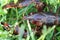 Closeup of a Louisiana red shrimp on grass