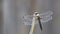 Closeup of a lovely black-tailed skimmer isolated on a blurred background