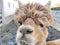 Closeup lovely curious funny alpaca brown colored headshot