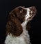 Closeup of a lovely and loyal long-haired dog looking up on black background