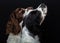 Closeup of lovely and loyal long-haired dogs looking up on black background