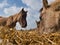 Closeup low-angle shot of cute brown horses eating dried grass on the farm