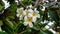 Closeup low angle shot of four Plumeria obtusa flower on a tree