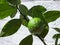 Closeup low angle shot of a growing lemon