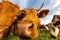 Closeup low-angle shot of a herd of cows sniffing the camera in the green field under the blue sky