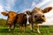 Closeup low-angle shot of a herd of cows sniffing the camera in the green field under the blue sky