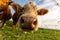 Closeup low-angle shot of a herd of cows sniffing the camera in the green field under the blue sky