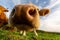 Closeup low-angle shot of a herd of cows sniffing the camera in the green field under the blue sky