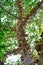 Closeup low angle view of branches of a cluster tree surrounded by thick leaves