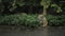 closeup low angle view of summer heavy rain drops falling into puddle water rain drop on asphalt of pathway among tropical