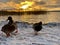 Closeup low angle winter scene with Mallard duck birds in snow at sunset by the water.