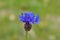 Closeup of low Cornflower flower , Centaurea depressa , flora Iran