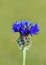 Closeup of low Cornflower flower , Centaurea depressa , flora Iran