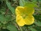 Closeup Ludwigia peruviana, with the common names Peruvian primrose-willow or Peruvian water primrose, primrose family