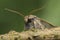 Closeup on a Lunar Underwing owlet moth, Agrochola lunosa sitting on wood
