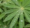 Closeup of lupine leafs and water drops.