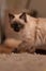 Closeup of a lurking Birman cat with deep curious eyes