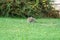 Closeup of a lurking cat on the grass in the park