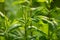 Closeup of lush green herb and plant growing on a stem in a home garden. Group of vibrant leaves on stalks blooming in a