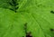 Closeup of a lush green leaf