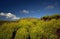 Closeup of lush yellow-green bushes and moss. Background of blue sky with clouds, green hills and fields