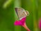 Closeup of a Luthrodes pandava on a pink flower in a field under the sunlight