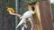 Closeup of a lutino cockatiel chewing with its beak on wood, popular color mutation in aviculture