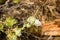 Closeup of Lycaenidae butterfy collecting nectar from plant