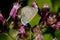 Closeup of a Lycaenidae on flowers under the sunlight with a blurry background