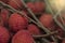 Closeup Lychee fruit Litchi chinensis Sonn, Thai fruit Linchee  background