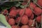 Closeup Lychee fruit Litchi chinensis Sonn, Thai fruit Linchee  background