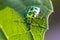 Closeup of a Lychee Shield-backed Jewel Bug on a green leaf