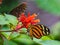 Closeup of a lycorea halia cleobaea butterfly on green leaf